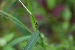 Myrmeleontidae