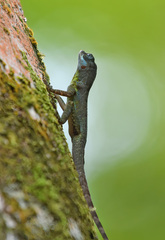 Anolis richardii