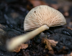 Agaricomycetes
