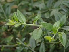 Prinsepia scandens