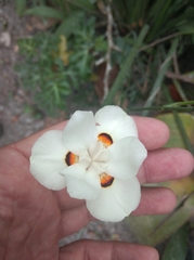 Dietes bicolor