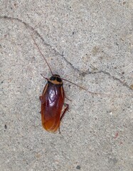 Periplaneta australasiae