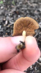 Agrocybe pediades