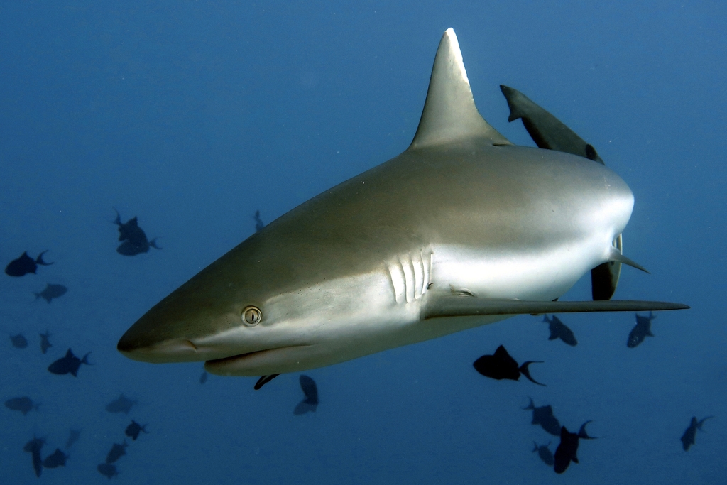 Grey reef shark swimming close with small fish around it
