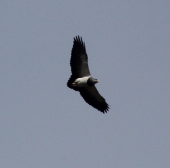 Geranoaetus melanoleucus