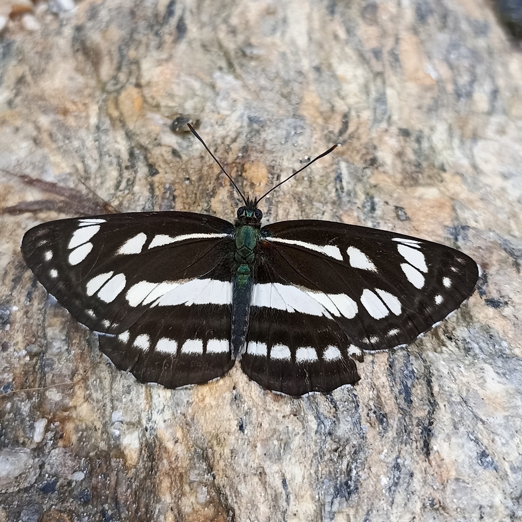 Himalayan Sailer