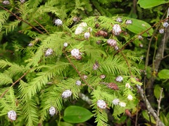 Taxodiomyia cupressiananassa