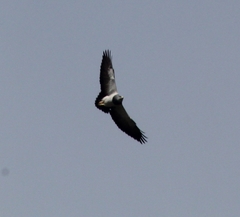 Geranoaetus melanoleucus