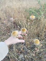 Carlina biebersteinii