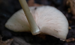 Agaricomycetes