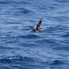 Puffinus lherminieri