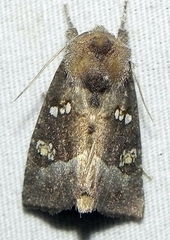 Papaipema nebris