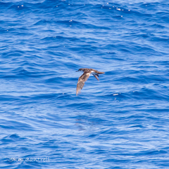 Puffinus lherminieri