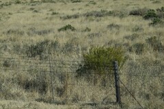 Gomphocarpus fruticosus