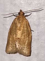Clepsis