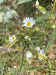 Erigeron strigosus