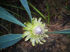 Protea acaulos