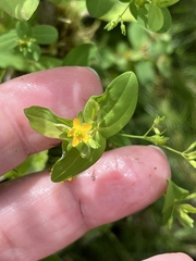 Hypericum mutilum