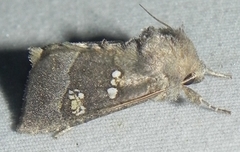Papaipema nebris
