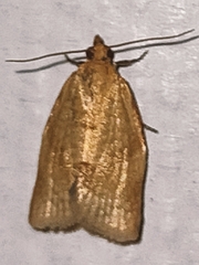 Clepsis