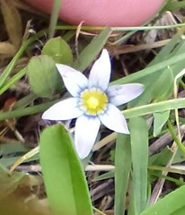 Iridaceae