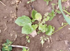 Barbarea vulgaris