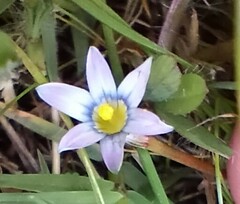 Iridaceae
