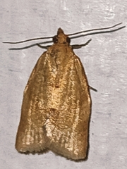 Clepsis