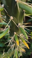 Austrocylindropuntia subulata