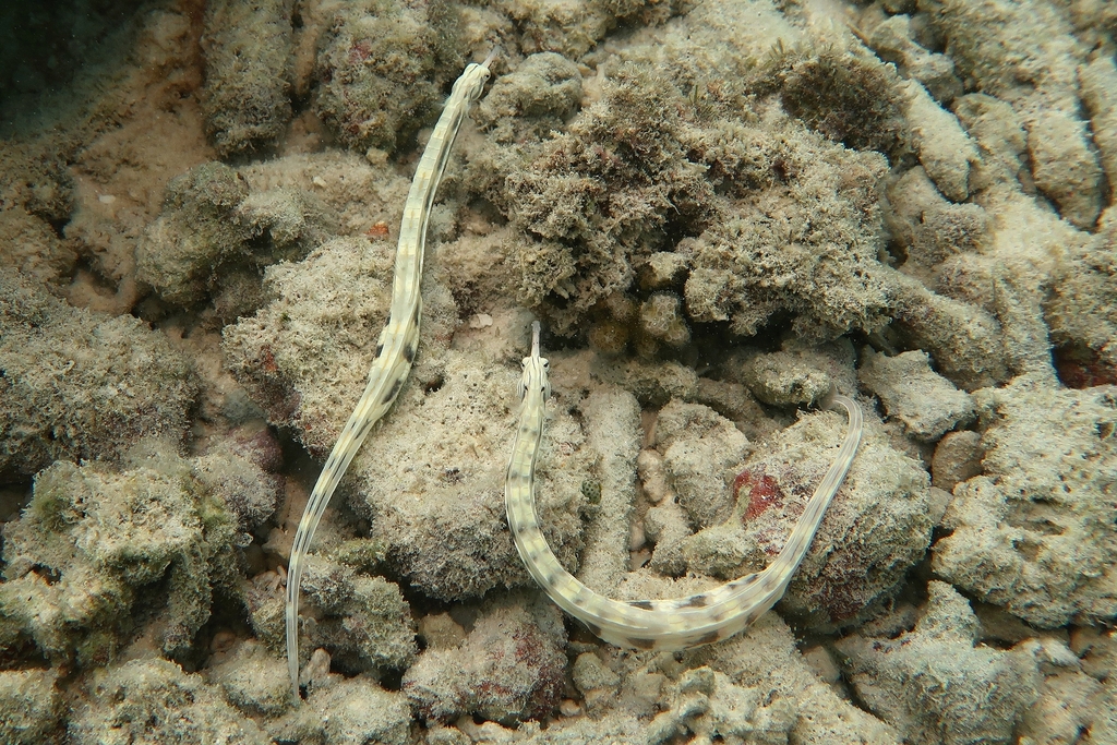 Bloodspot Pipefish