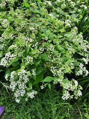 Galium album