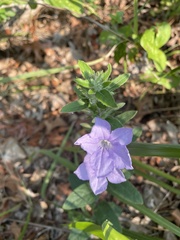 Ruellia humilis
