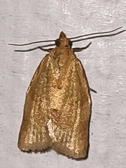 Clepsis