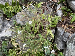 Silene fissipetala kiruninsularis