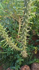 Austrocylindropuntia subulata
