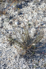 Scrophularia cretacea