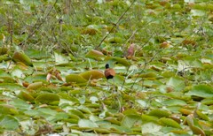 Jacana jacana