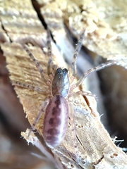 Segestria senoculata