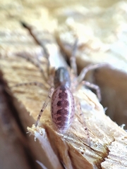Segestria senoculata