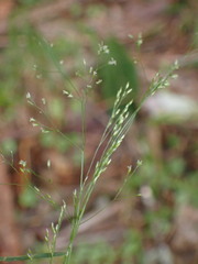 Agrostis clavata