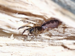 Segestria senoculata