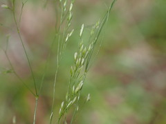 Agrostis clavata