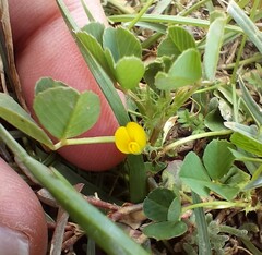 Medicago