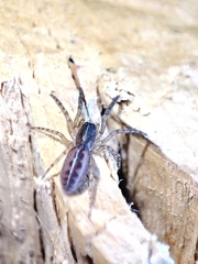 Segestria senoculata