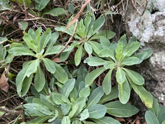 Crepidiastrum lanceolatum