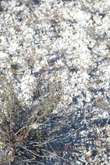 Scrophularia cretacea