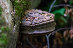 Ganoderma
