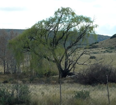 Salix babylonica