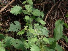 Urtica thunbergiana