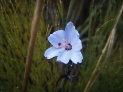 Aristea spiralis